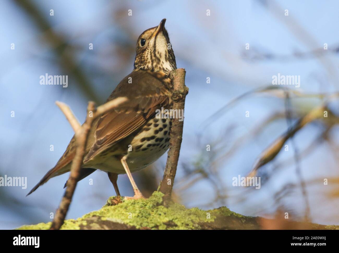 Un bel tordo bottaccio, Turdus philomelos, appollaiate su un ramo di un albero. Foto Stock