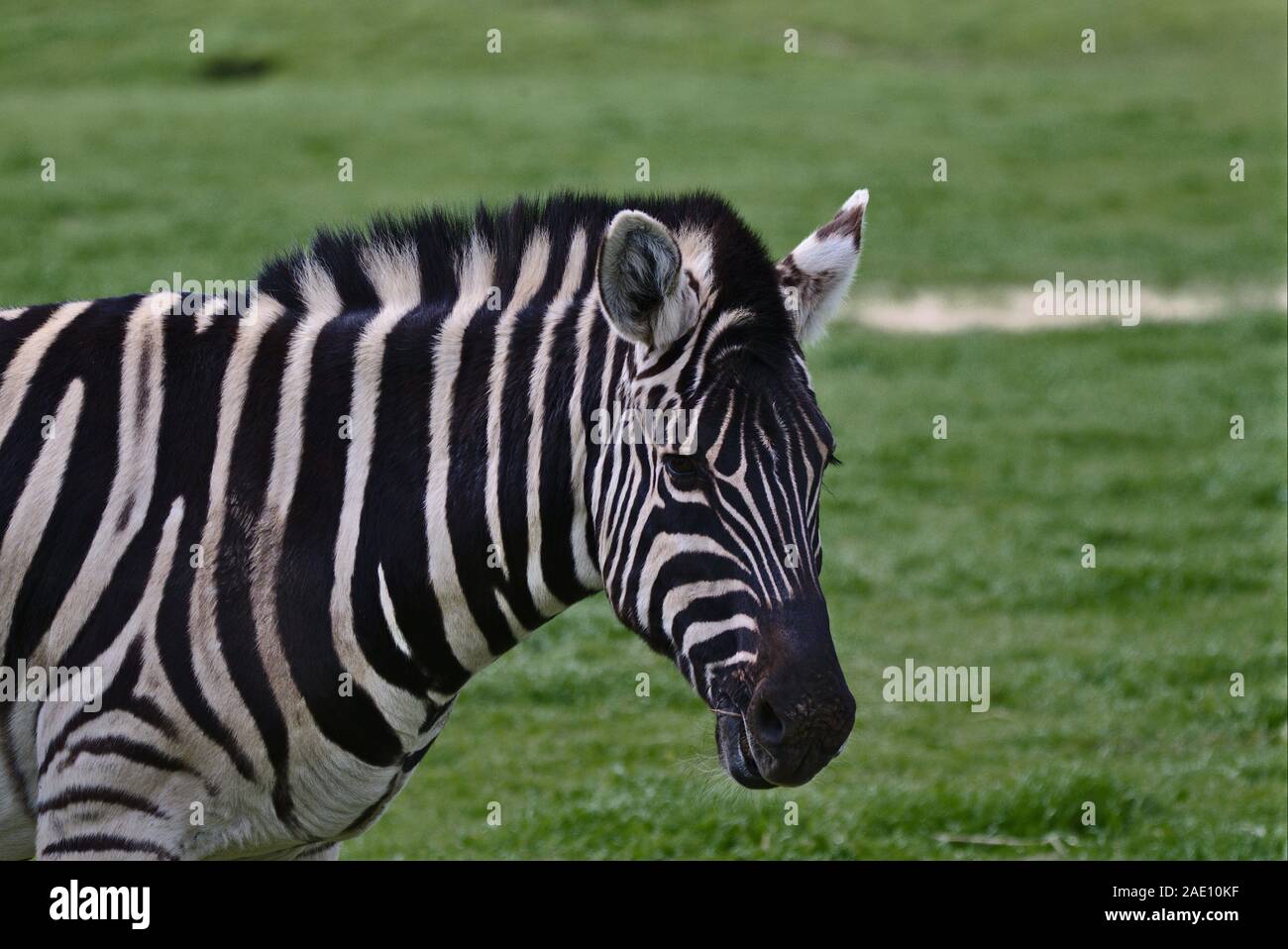 Ritratto di una zebra in piedi in un campo di erba verde cercando a destra e leggermente verso la telecamera. Foto Stock
