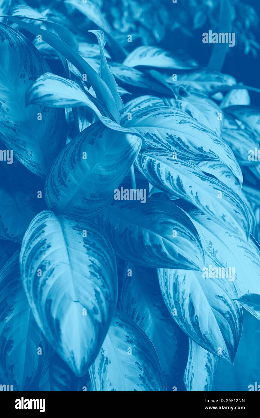 Fiori esotici pianta con grandi foglie su un classico blu sullo sfondo. Monocromatico oscurata alla moda. Copia dello spazio. Messa a fuoco selettiva close up. Il minimalismo concept Foto Stock