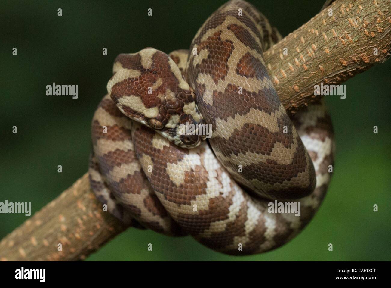Tappeto python (Morelia spilota) arricciato su di un ramo Foto Stock