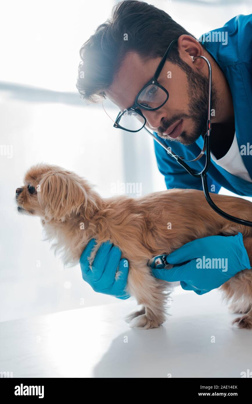 Veterinario concentrato esaminando pekinese cane con uno stetoscopio Foto Stock