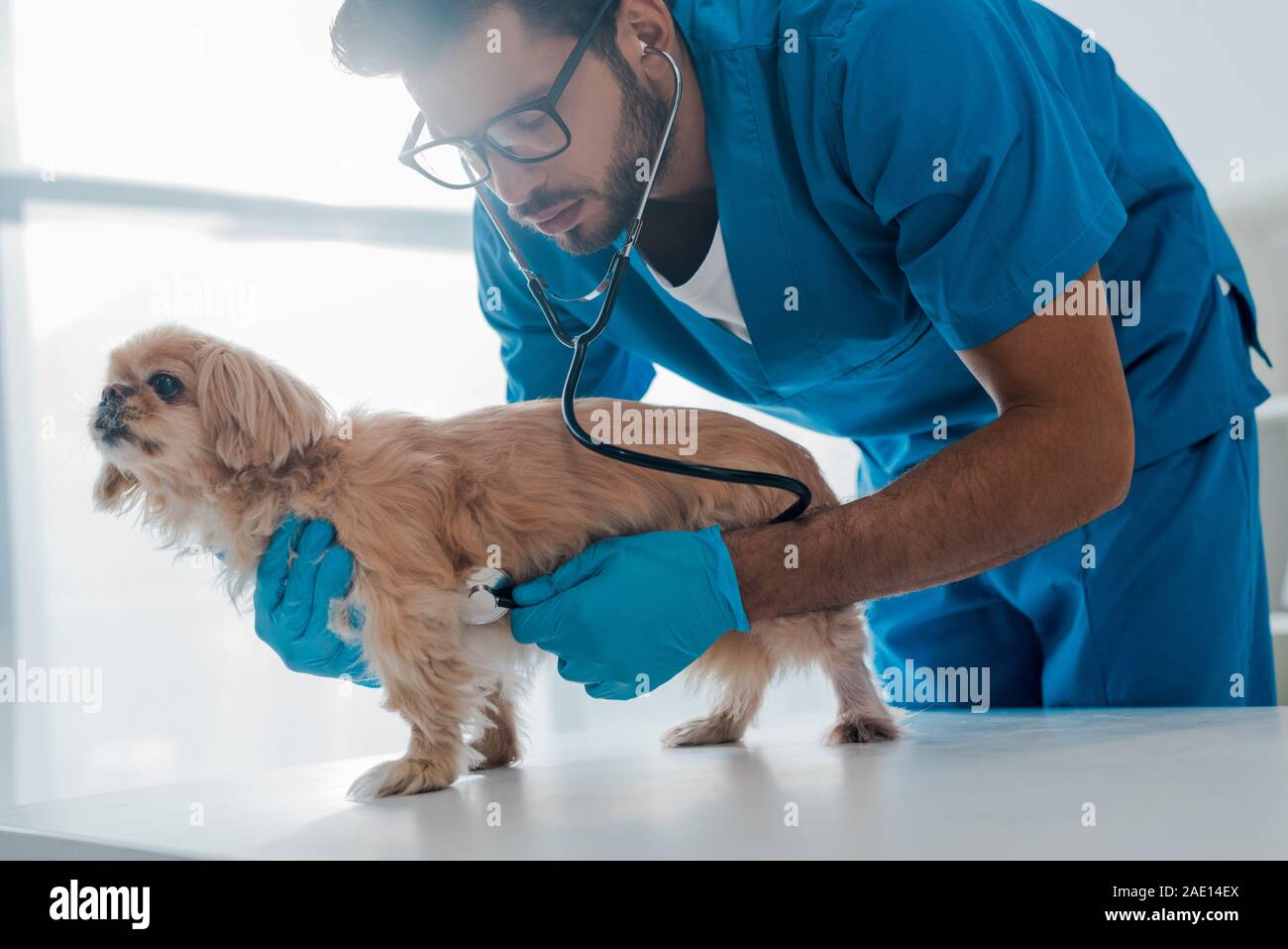 Veterinario attento esame pekinese cane con uno stetoscopio Foto Stock
