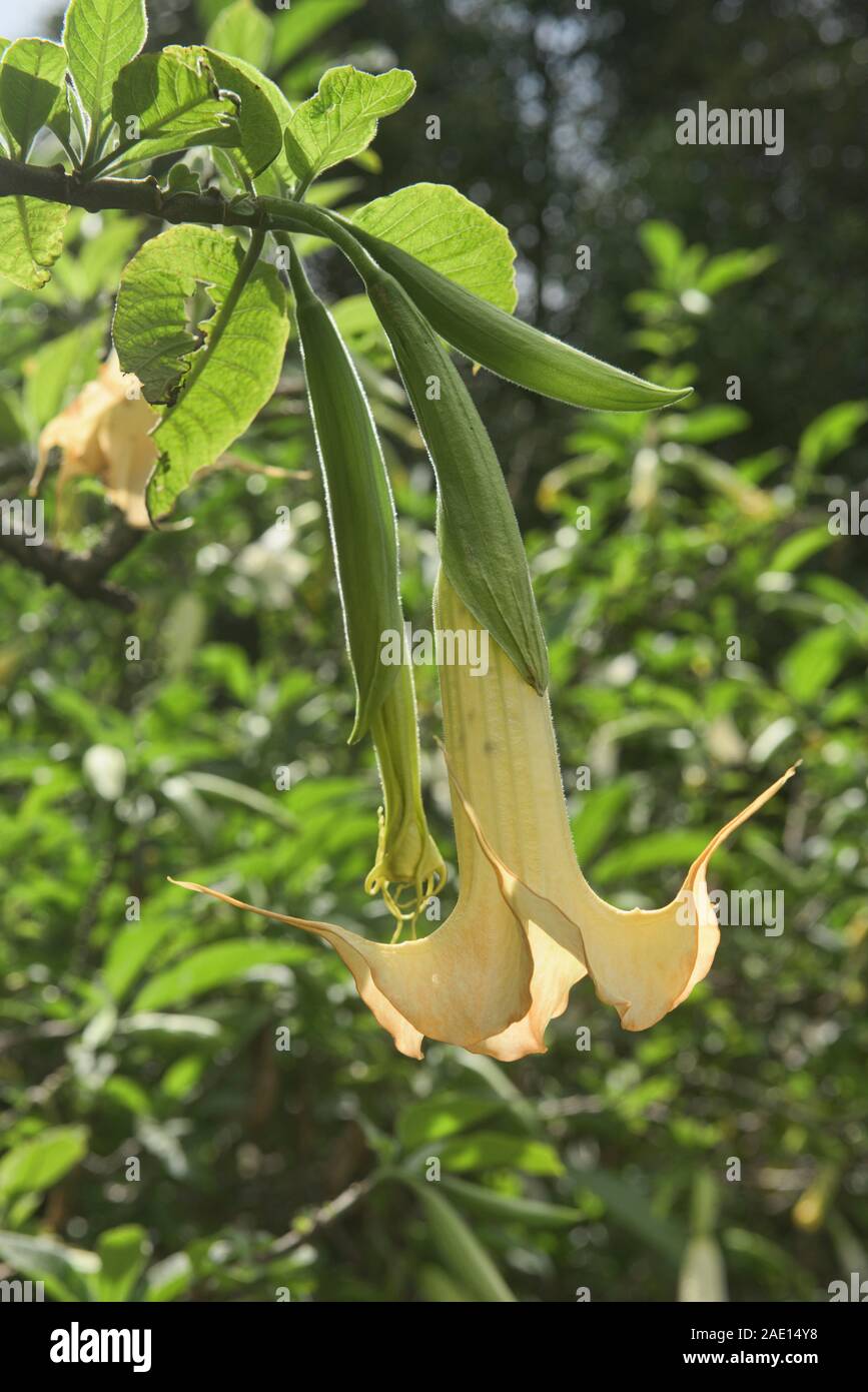 Angelo lacrime (Brugmansia candida) crescente in Quito Giardini Botanici, Quito Ecuador Foto Stock