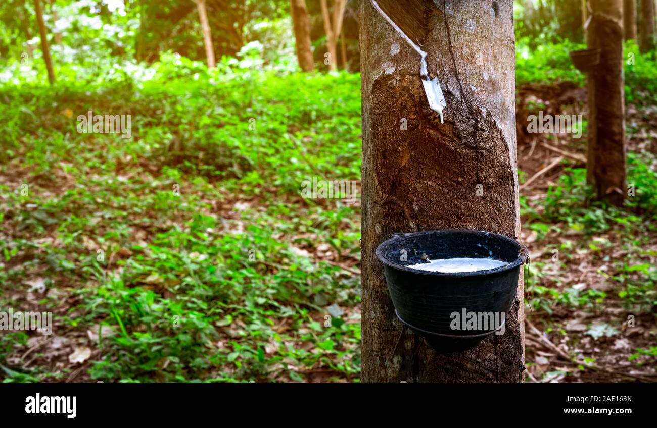 Struttura in gomma plantation. La maschiatura di gomma in gomma giardino con alberi in Thailandia. Il lattice naturale estratto da para gomma vegetale. Lattice di raccogliere in una tazza di plastica Foto Stock
