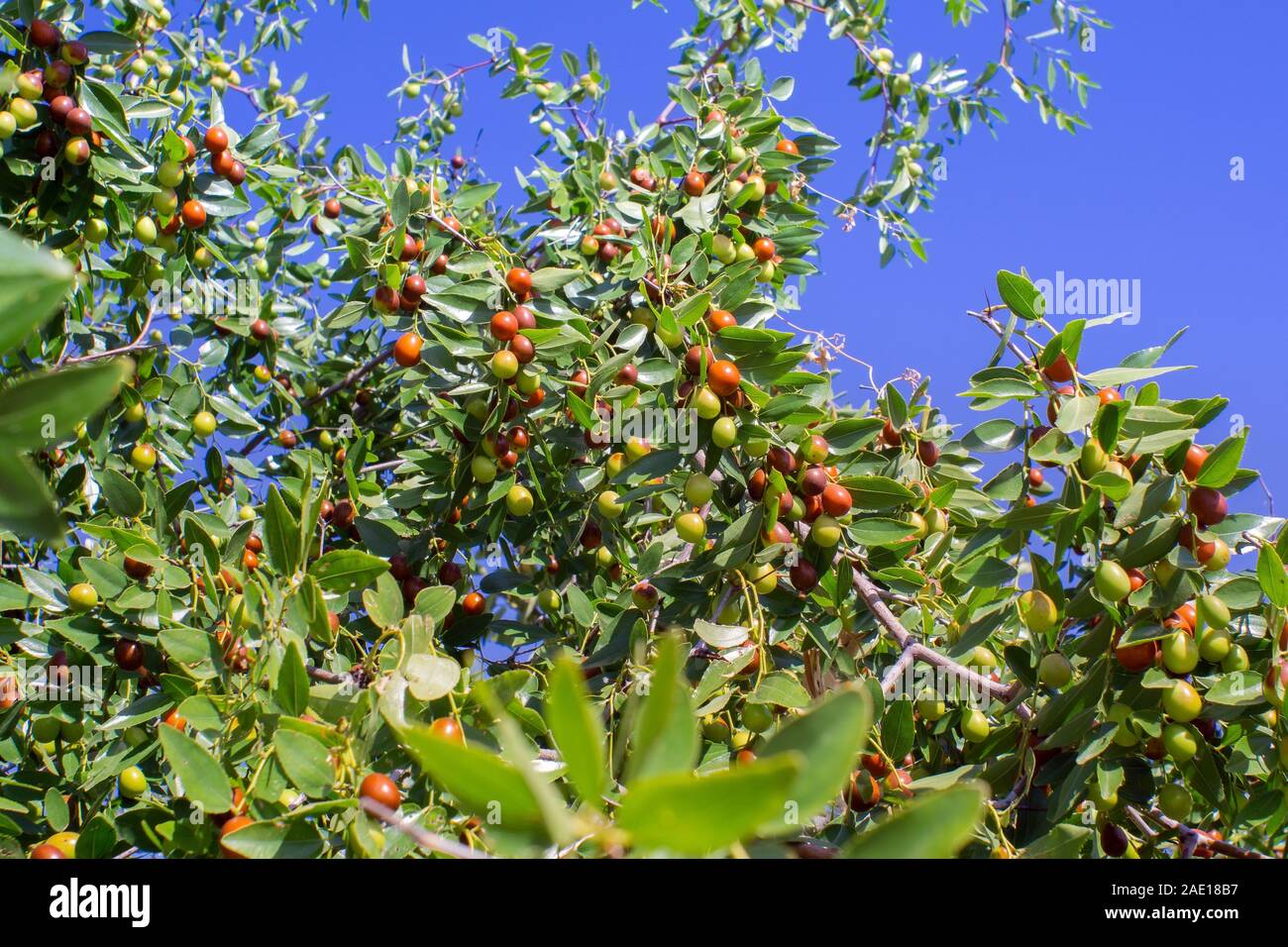 Ziziphus mauritiana data cinese, ber, marmellata, Indian prugna frutta tropicali albero. la coltivazione di bacche. Foto Stock