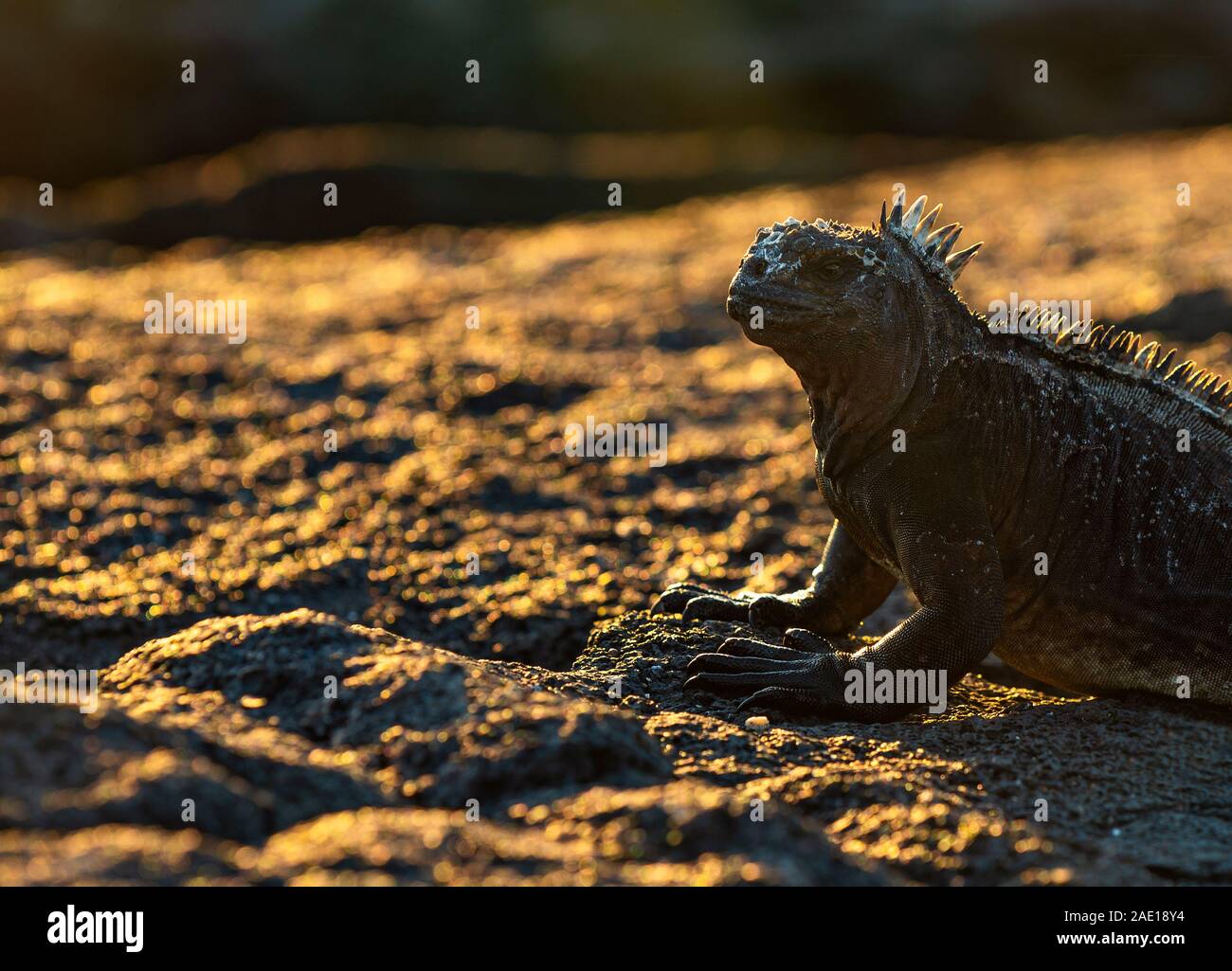 Un Iguana marina (Amblyrhynchus cristatus) ritratto al tramonto sulla roccia lavica spiaggia di Puerto Egas, isola di Santiago, Galapagos national park, Ecuador. Foto Stock