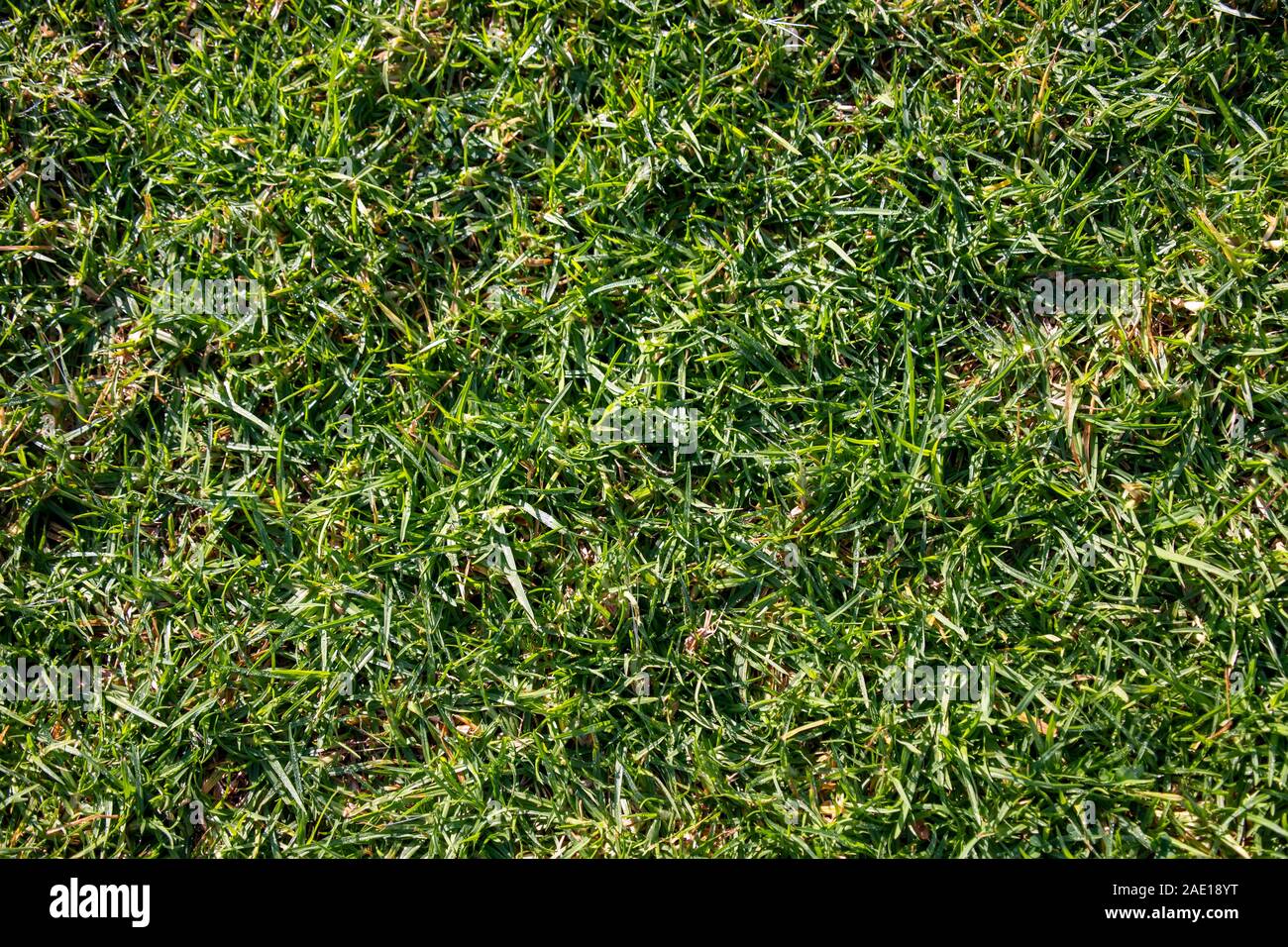 Abstract tessiturali sullo sfondo di un prato verde con gocce di rugiada Foto Stock