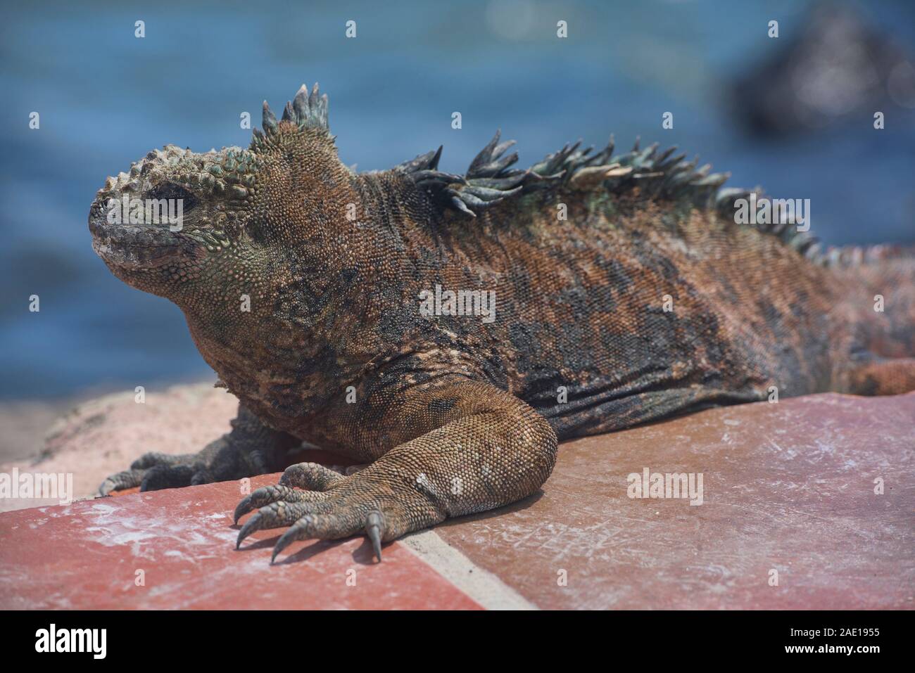 Iguana marina (Amblyrhynchus cristatus), Isla Santa Cruz, Isole Galapagos, Ecuador Foto Stock