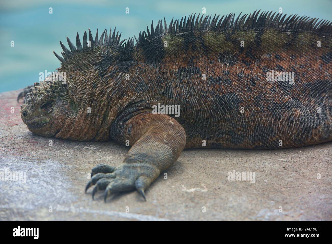Iguana marina (Amblyrhynchus cristatus), Isla Santa Cruz, Isole Galapagos, Ecuador Foto Stock