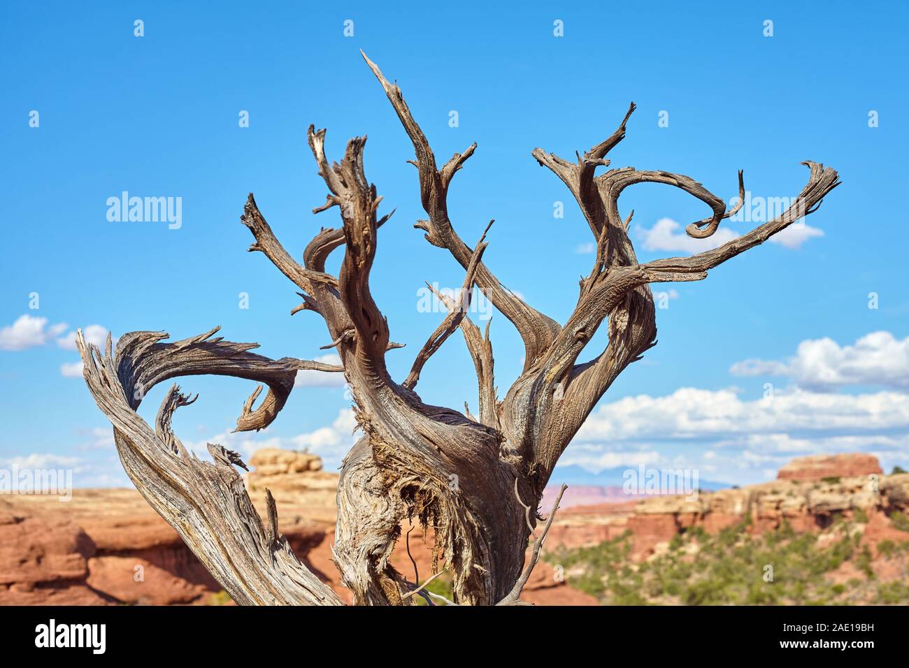 Albero appassito contro il cielo blu, il fuoco selettivo, il Parco Nazionale di Canyonlands, Utah, Stati Uniti d'America. Foto Stock