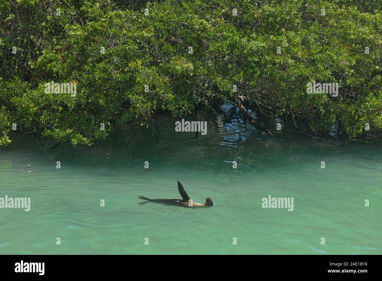 Le Galapagos Sea Lion (Zalophus wollebaeki) mostra off, Isla Santa Cruz, Isole Galapagos, Ecuador Foto Stock
