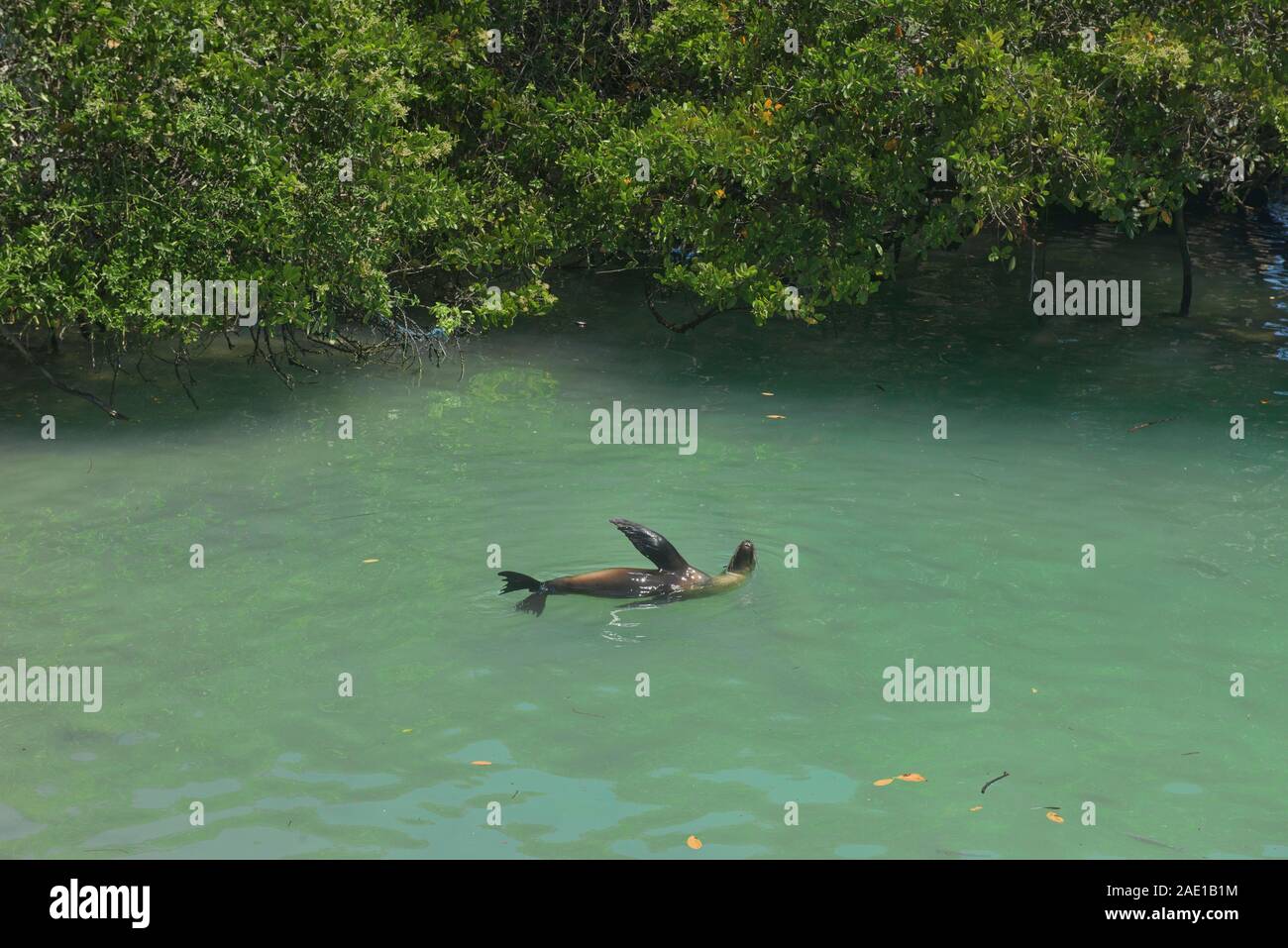 Le Galapagos Sea Lion (Zalophus wollebaeki) mostra off, Isla Santa Cruz, Isole Galapagos, Ecuador Foto Stock