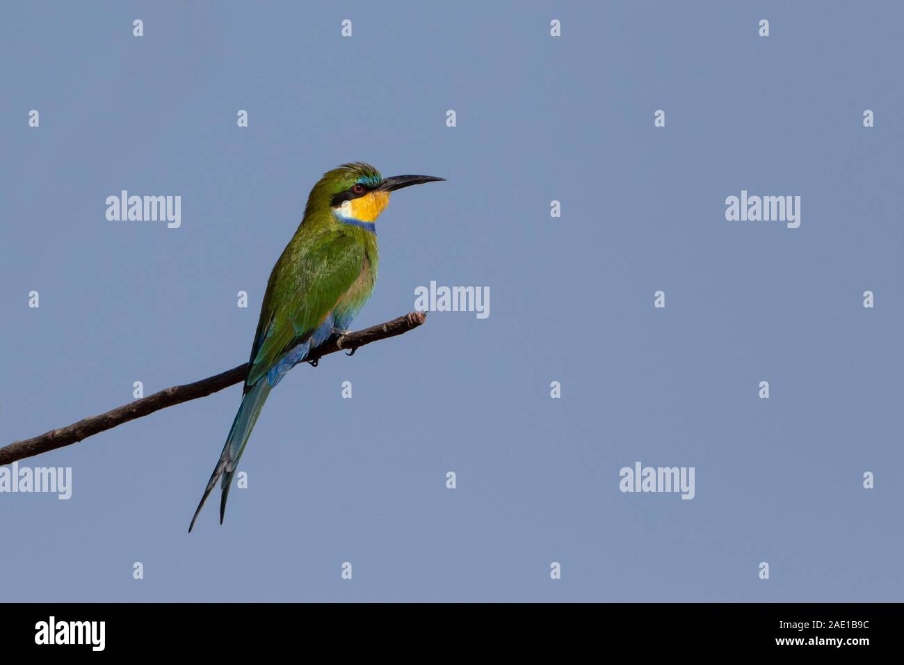 Swallow coda di ape-mangiatore, Merops hirundineus, Western Division, la Gambia, Africa occidentale Foto Stock