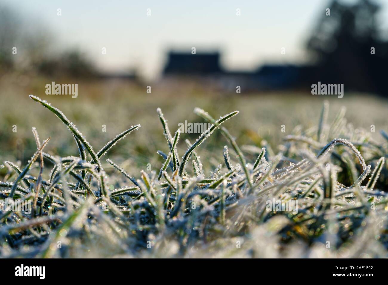 Erba del campo coperto con cristalli di ghiaccio di brina, backyard il prato e le case di sfondo sfocato. Concetto di stagione invernale, temperatura fredda Foto Stock