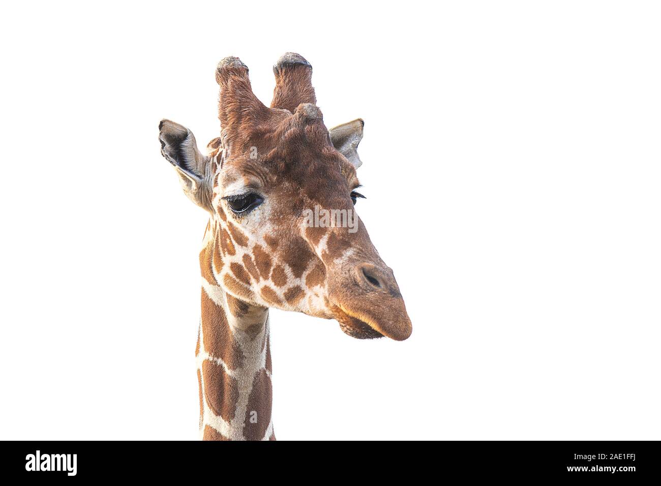 Un vicino l immagine di una giraffa che mostra solo la testa isolata contro uno sfondo bianco Foto Stock