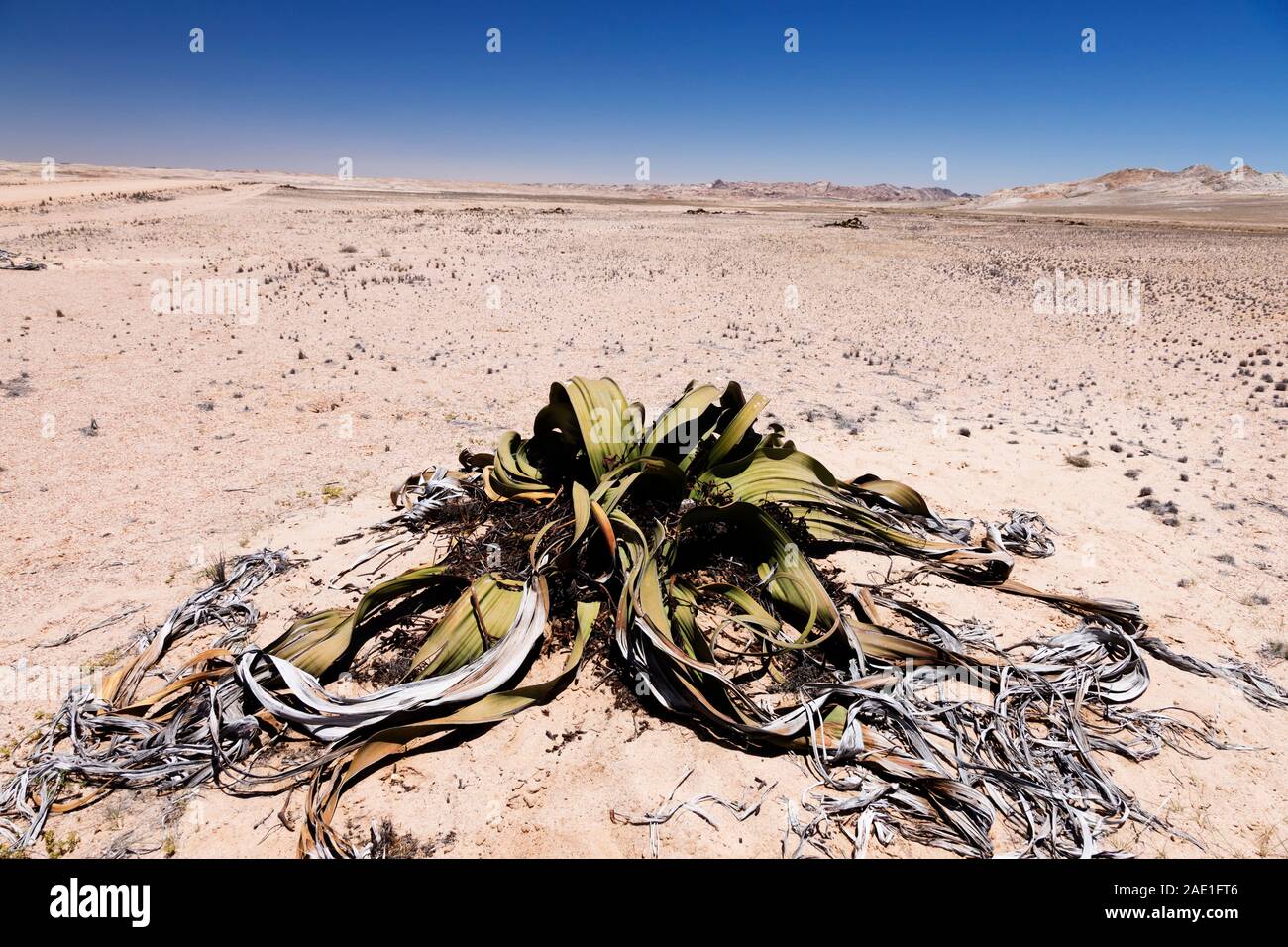 Welwitschia, pianta selvatica del deserto, 'Welwitschia drive' vicino a Swakopmund, deserto del Namib, Namibia, Africa Meridionale, Africa Foto Stock