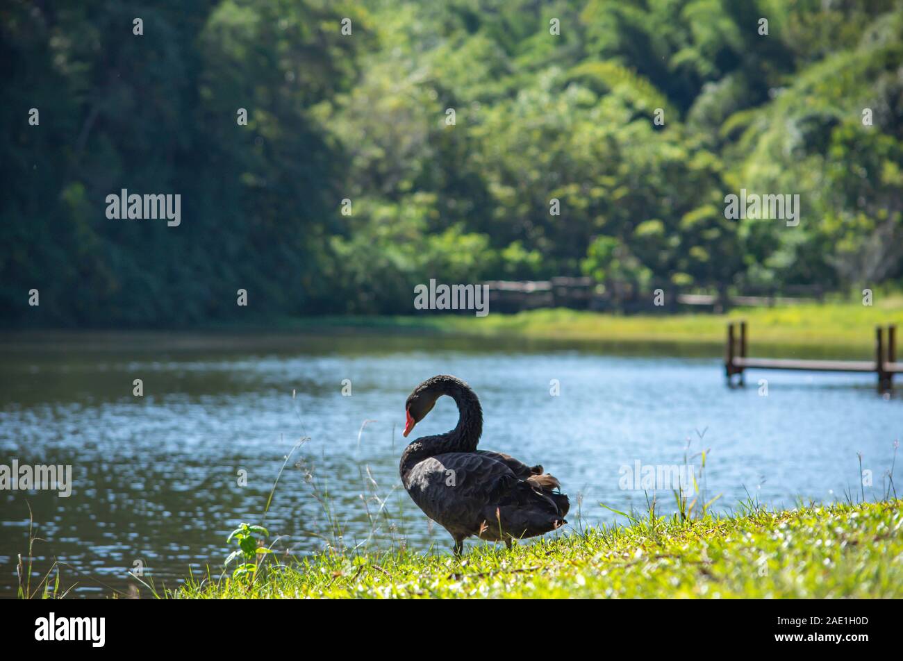 Black Swan sul prato di sfondo e alberi a Pang Tong serbatoio in Mae Hong Son , della Thailandia. Foto Stock