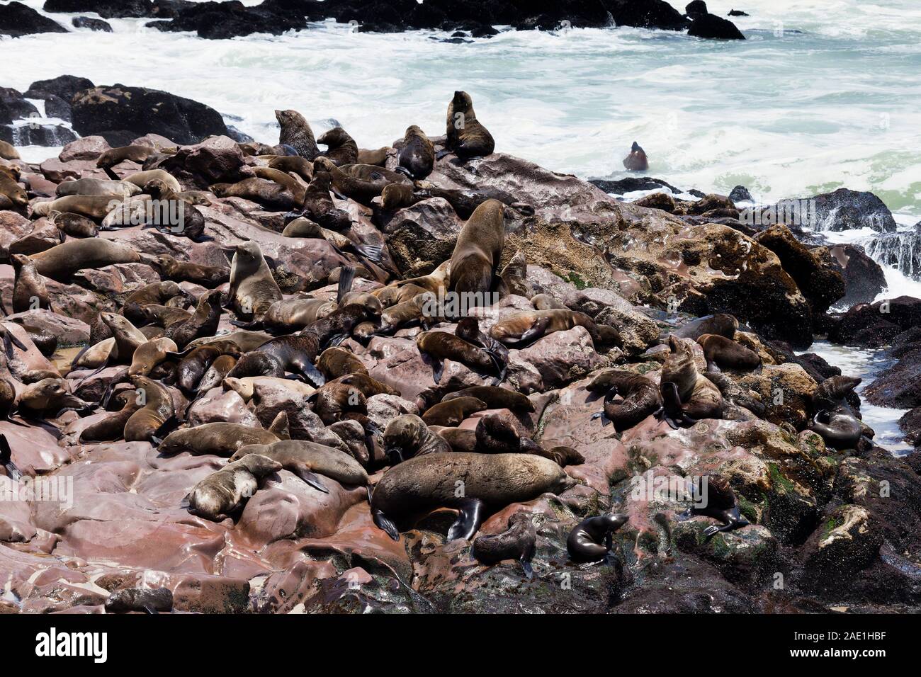 Colony of Seals, Cape Cross Seal Reserve, Skeleton Coast, Oceano Atlantico, Namibia, Sudafrica, Africa Foto Stock