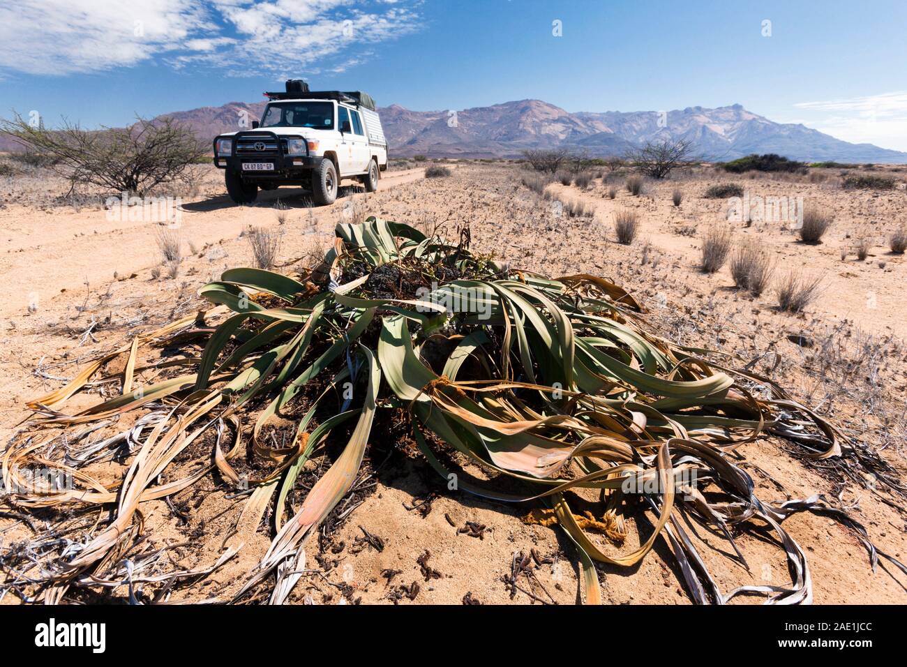 Impianto desertico Welwitschia, Monte Brandberg (montagna Brandberg), deserto del Namib, Uis, Damaraland (Erongo), Namibia, Africa meridionale, Africa Foto Stock
