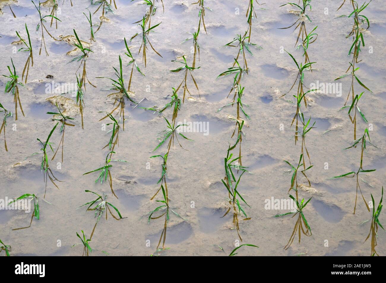 Nuovo impianto di pianticelle di riso in Dragon's Backbone terrazze di riso, Dazhai, Cina Foto Stock