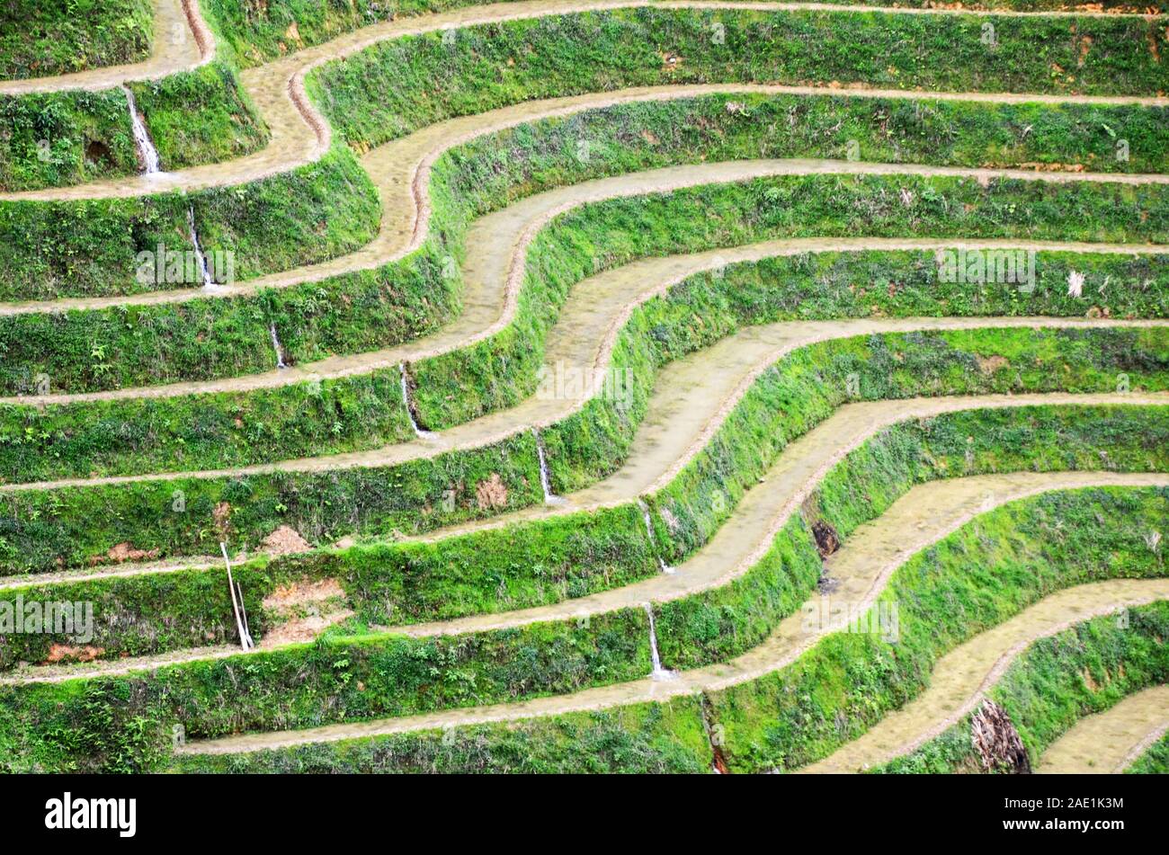 Dragon's Backbone terrazze di riso, Dazhai, Cina Foto Stock