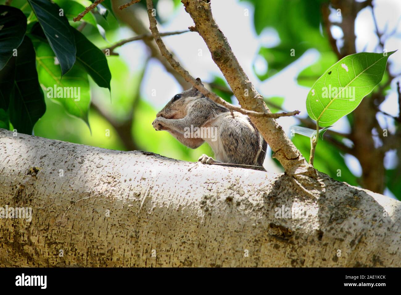 A tre strisce di scoiattolo su un ramo di un albero Foto Stock