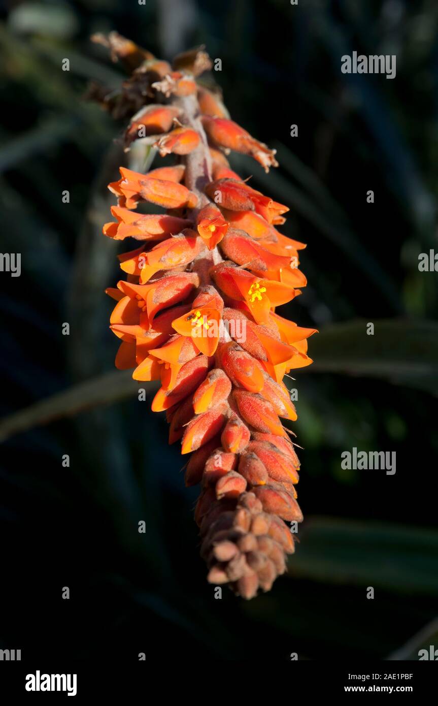 Sydney Australia, fiore testa di Dyckia encholirioides un bromeliad originario del sud america con sfondo sfocato Foto Stock