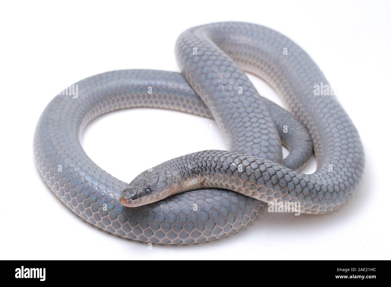 Xenopeltis unicolor versando la pelle / sunbeam snake è un non-infame sunbeam snake delle specie che si trovano nel sud-est asiatico isolato su sfondo bianco Foto Stock