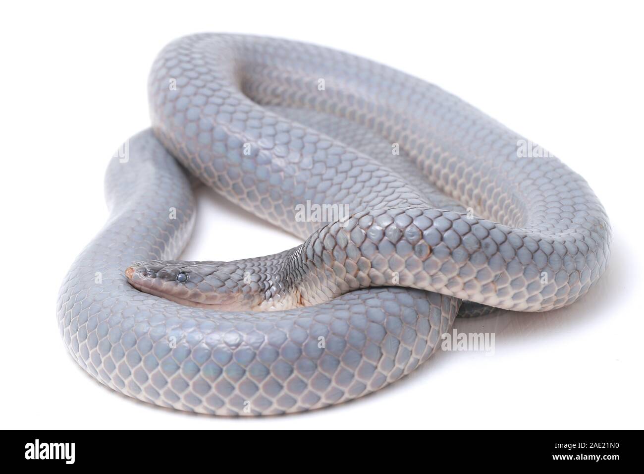 Xenopeltis unicolor versando la pelle / sunbeam snake è un non-infame sunbeam snake delle specie che si trovano nel sud-est asiatico isolato su sfondo bianco Foto Stock