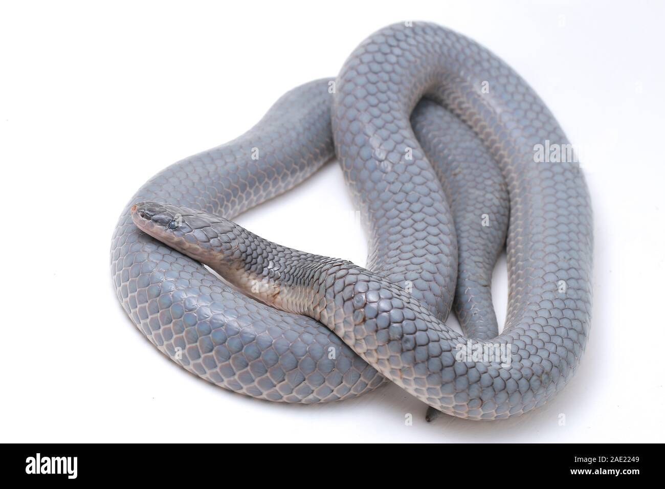 Xenopeltis unicolor versando la pelle / sunbeam snake è un non-infame sunbeam snake delle specie che si trovano nel sud-est asiatico isolato su sfondo bianco Foto Stock