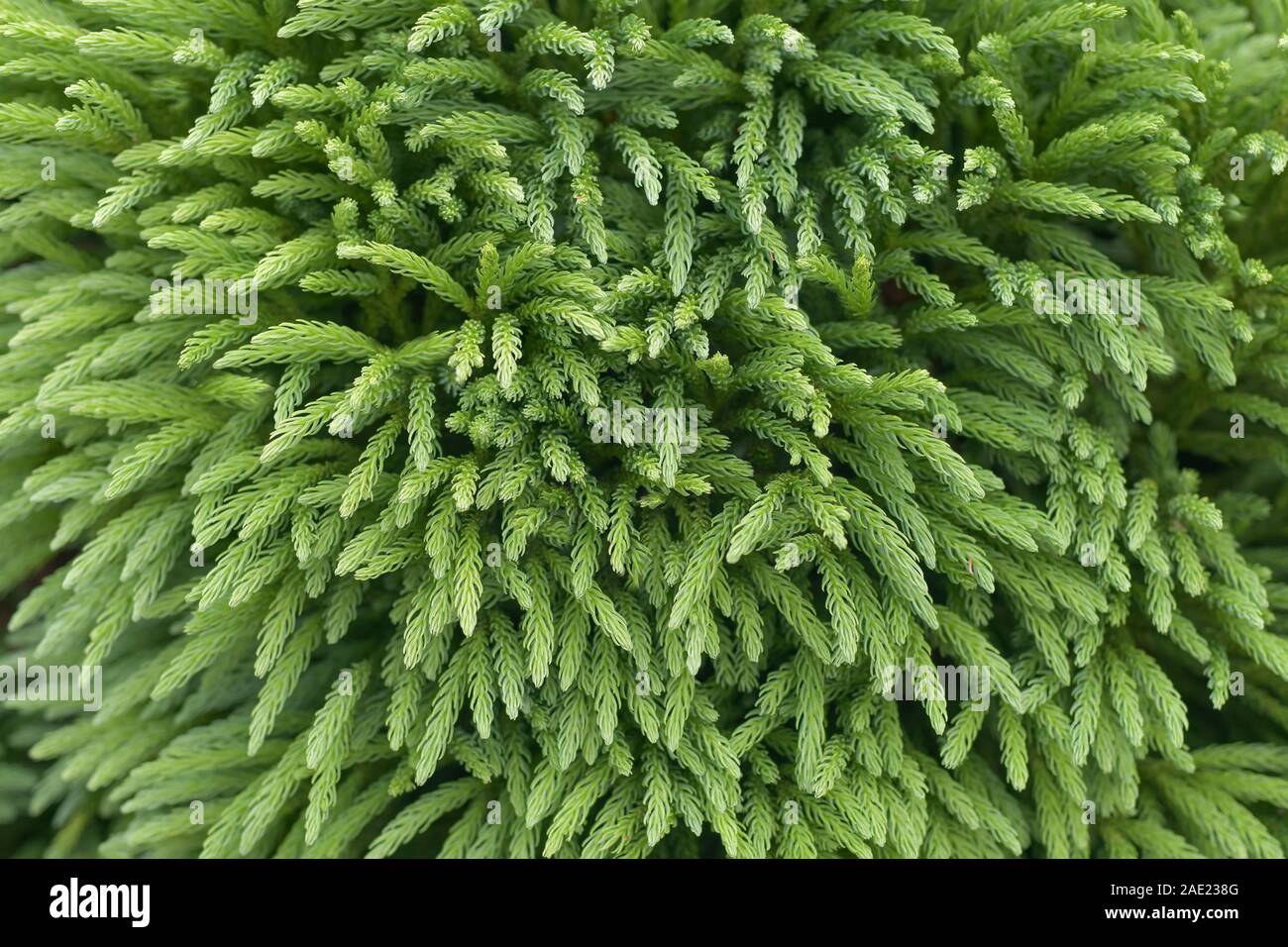 Cedro giapponese rami di Cryptomeria japonica sfondo Foto Stock