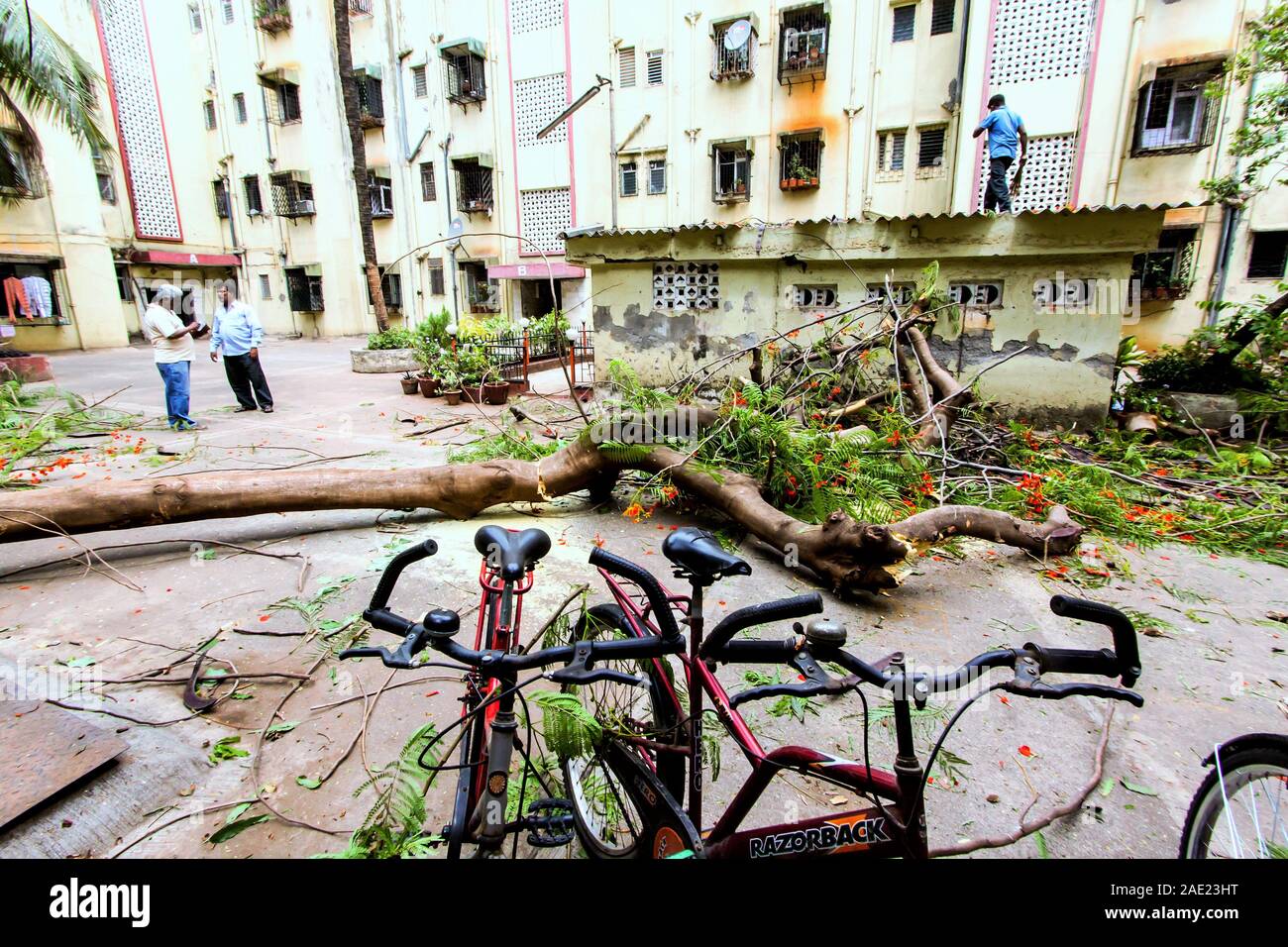 Albero caduto dopo la stagione delle piogge monsoniche, Mumbai, Maharashtra, India, Asia Foto Stock
