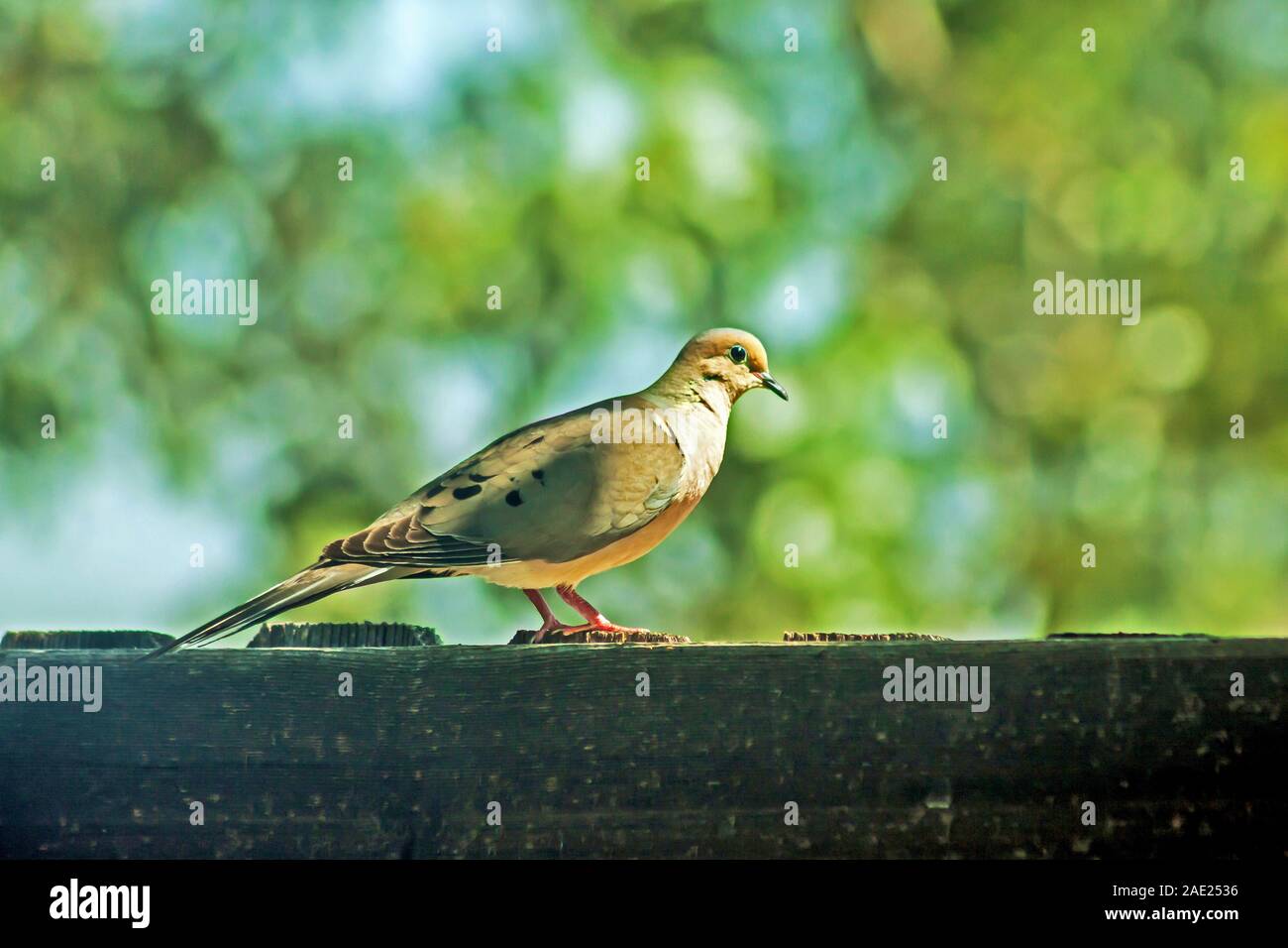 Bird lutto Colomba seduto sulla recinzione, Denver. Colorado, STATI UNITI D'AMERICA Foto Stock