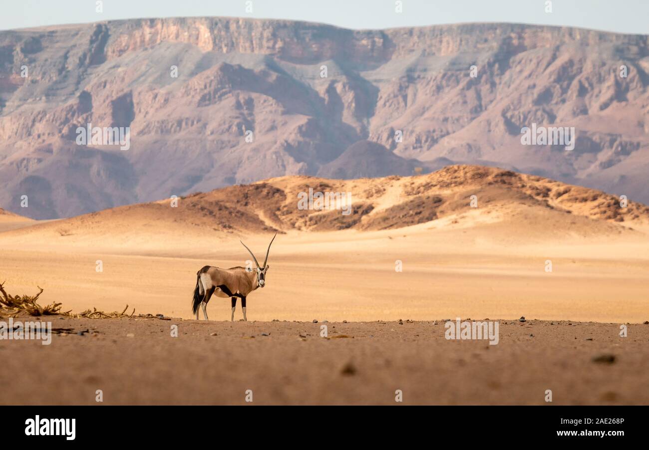 Oryx antilopi in piedi nel centro del Namib dessert Foto Stock