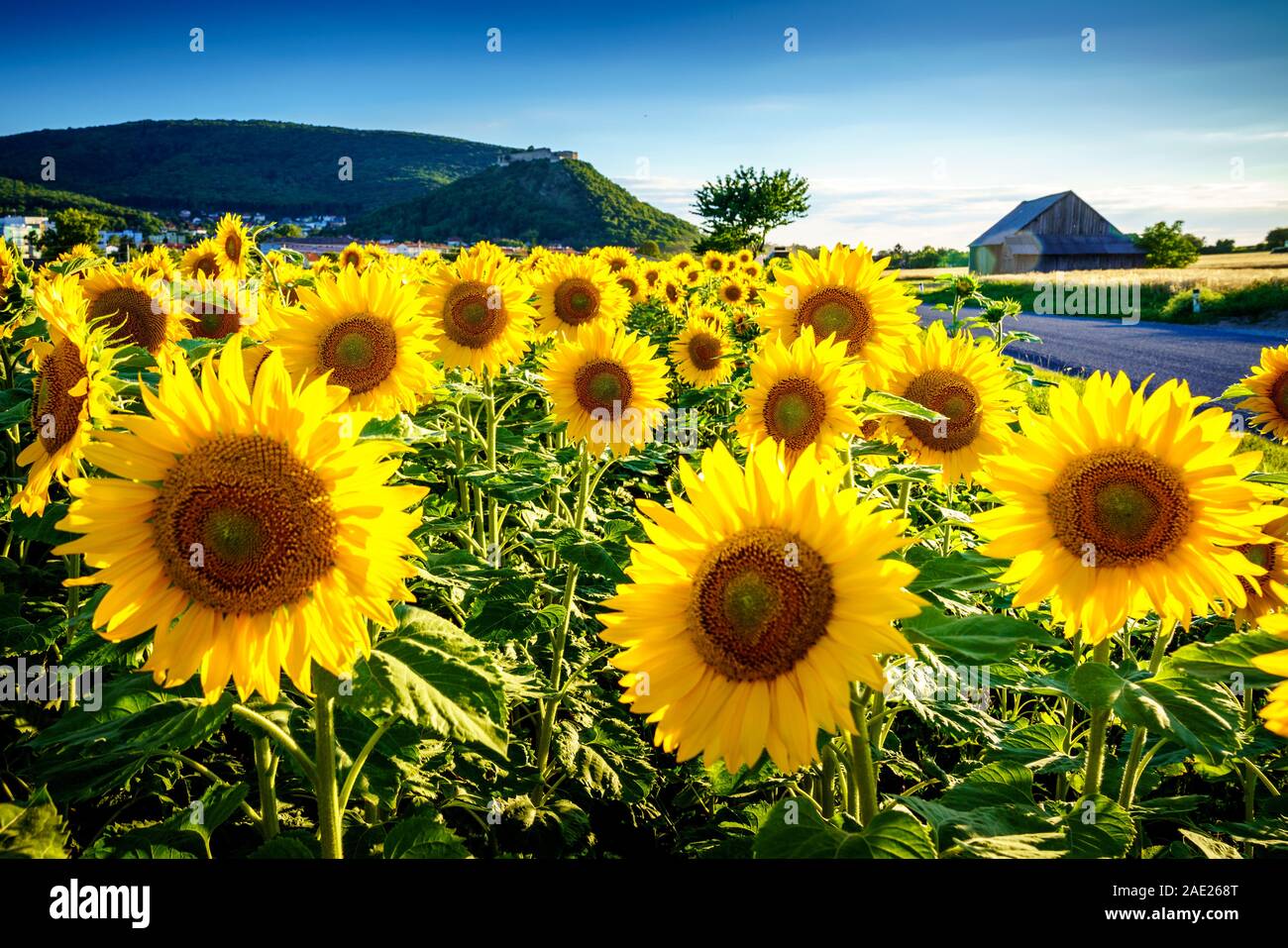 Girasole sotto il castello di Hainburg, Austria Foto Stock