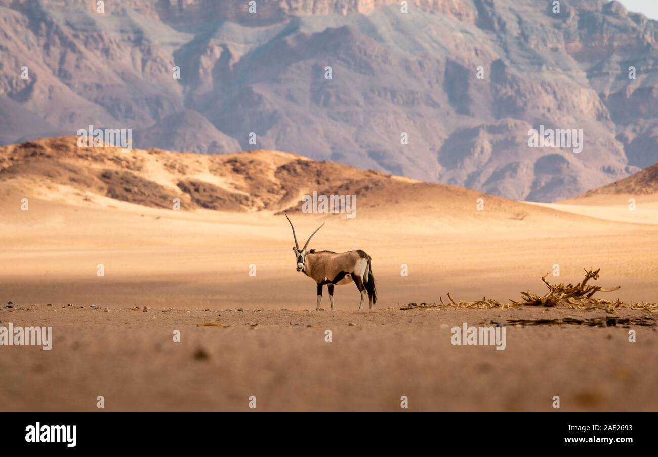 Oryx antilopi in piedi nel centro del Namib dessert Foto Stock