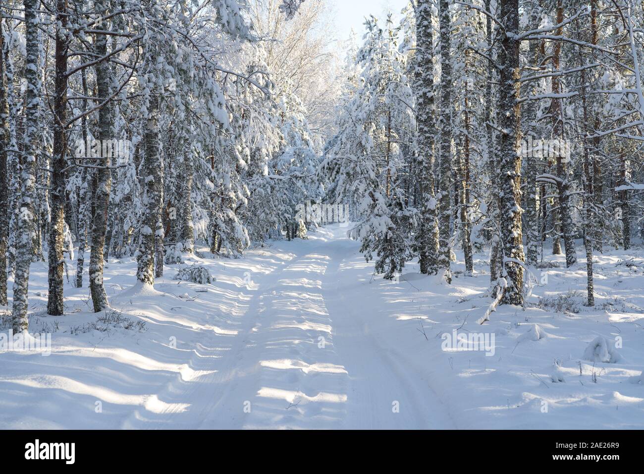 Il sole nella foresta attraverso i pini Foto Stock