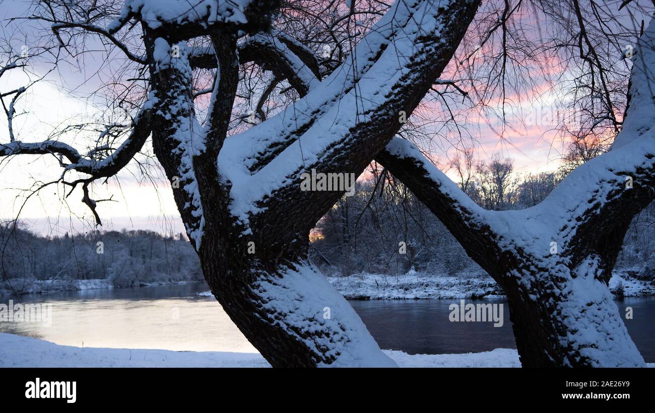 Gli alberi dal fiume di sera in inverno Foto Stock