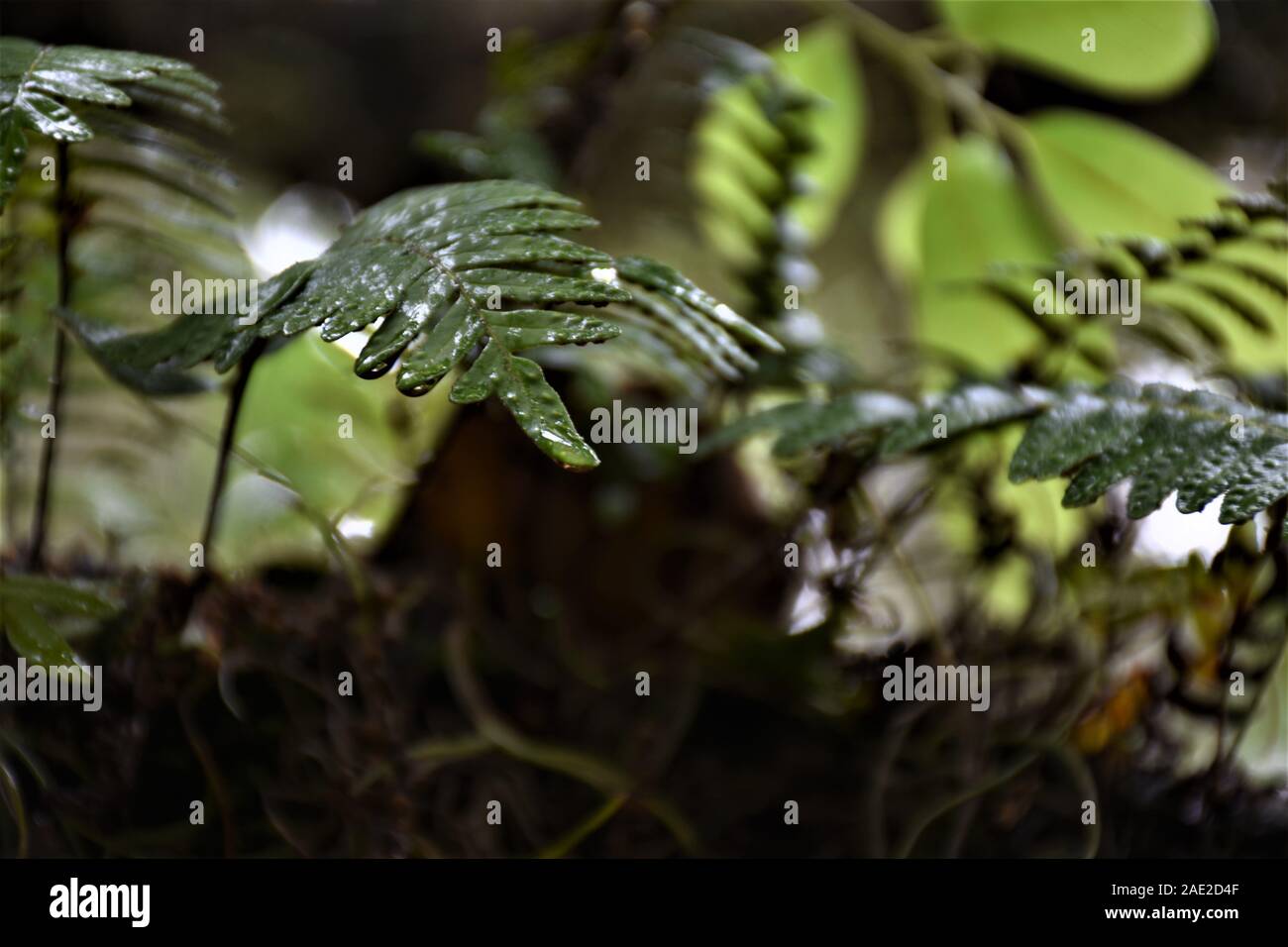 Questa macro foto di una felce resurrezione è stata scattata in un giorno che stava piovendo, e la felce stava ritornando dal suo sguardo morto è resuscitato sguardo. Foto Stock