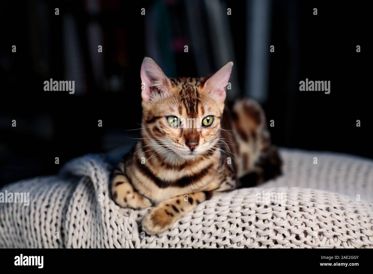 Giovani Gatto bengala ritratto in studio sulla coperta di lana Foto Stock