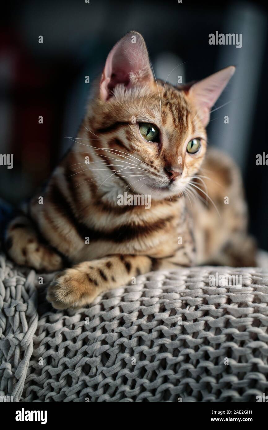 Giovani Gatto bengala ritratto in studio sulla coperta di lana Foto Stock