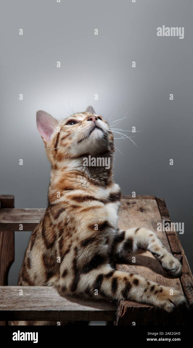 Giovani Gatto bengala ritratto in studio con creazione di legno Foto Stock