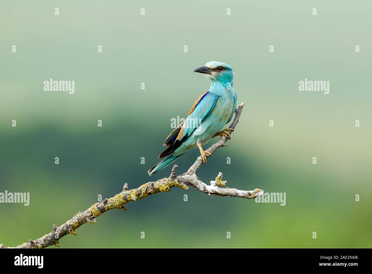 Rulli di europea, Coracias garrulus, appollaiato su un ramo contro uno sfondo verde. È il solo membro della famiglia del rullo di uccelli di razza in E Foto Stock Rulli di europea, Coracias garrulus, appollaiato su un ramo contro uno sfondo verde. È il solo membro della famiglia del rullo di uccelli di razza in E Foto Stock