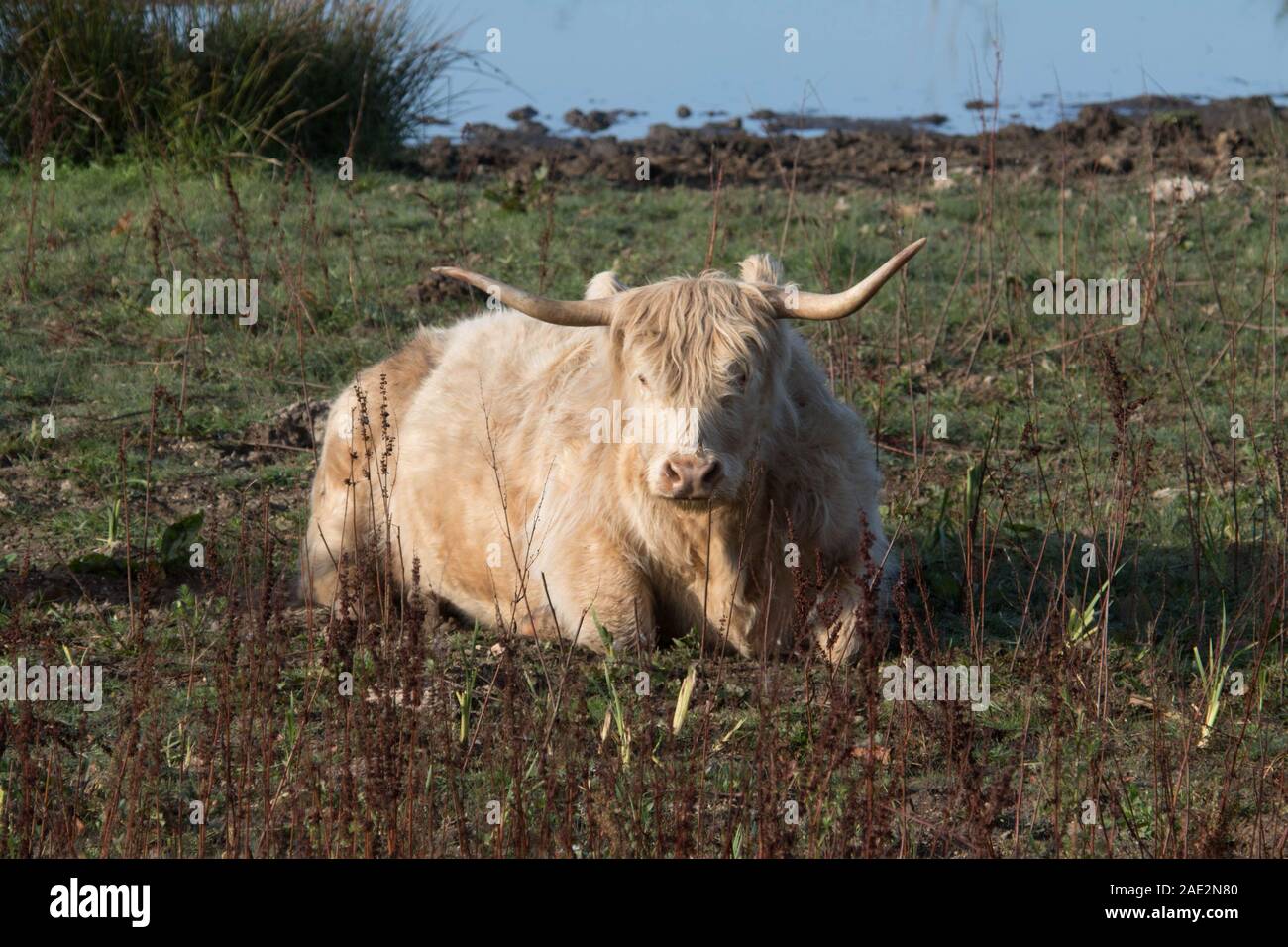 Mucca dell'altopiano Foto Stock