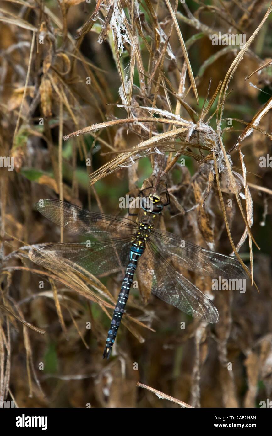 Libellula pelosa Foto Stock