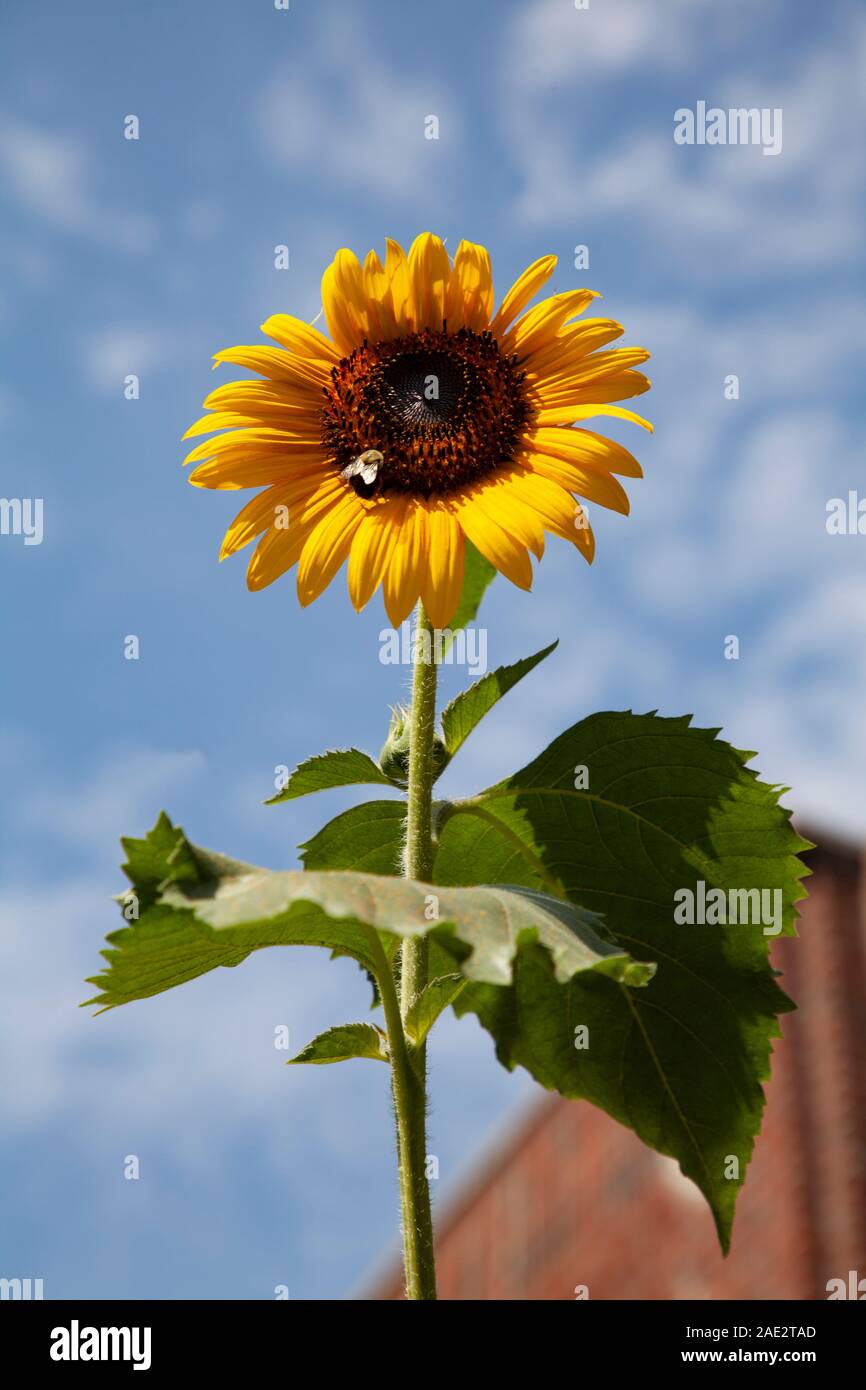 Un Ape su un sun flower nel Queens, a New York. Foto Stock
