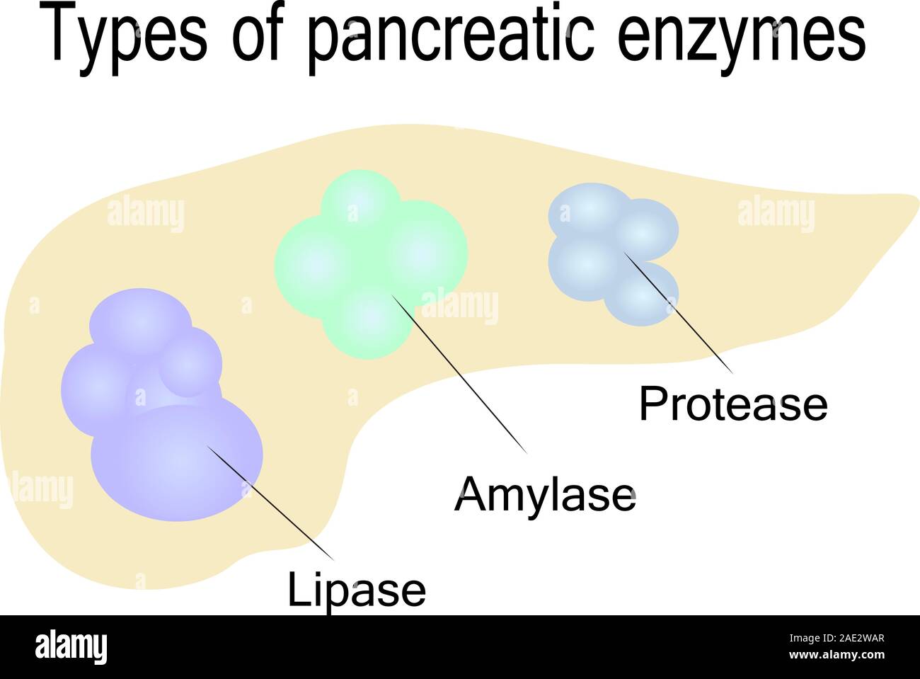 Tipi di enzimi pancreatici illustrazione vettoriale su sfondo bianco Illustrazione Vettoriale