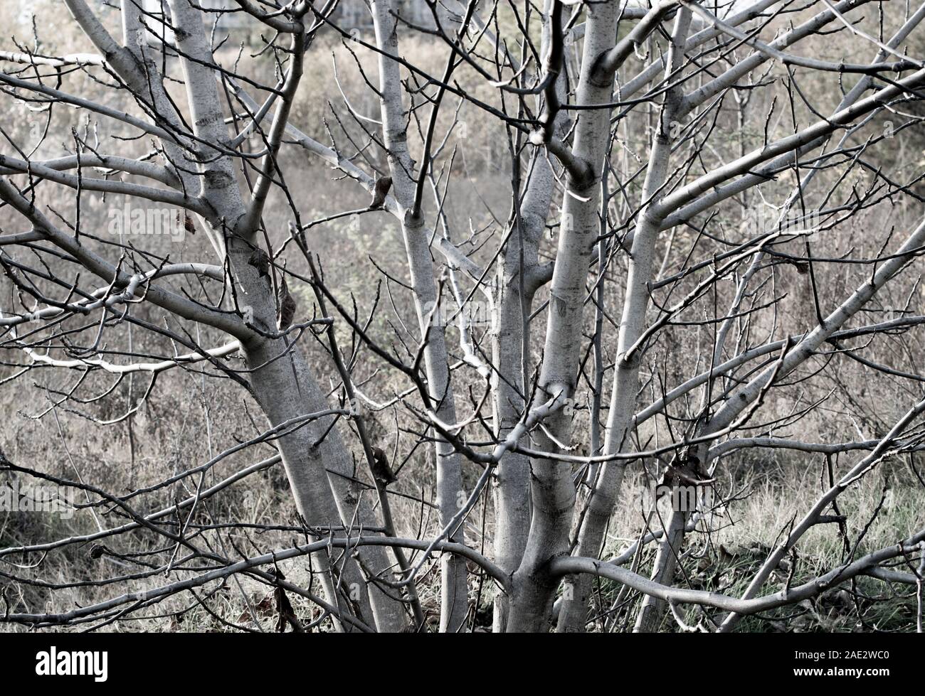 Natura nella stagione autunnale: Un albero senza foglie, apparentemente un albero di noce cresciuto spontaneamente, con tronchi multipli. Foto Stock