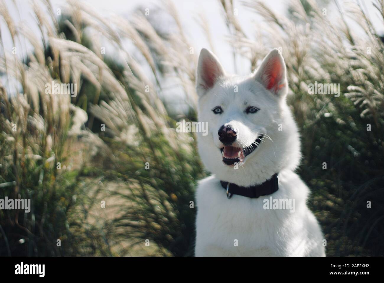 Husky foto scattata al di fuori Foto Stock