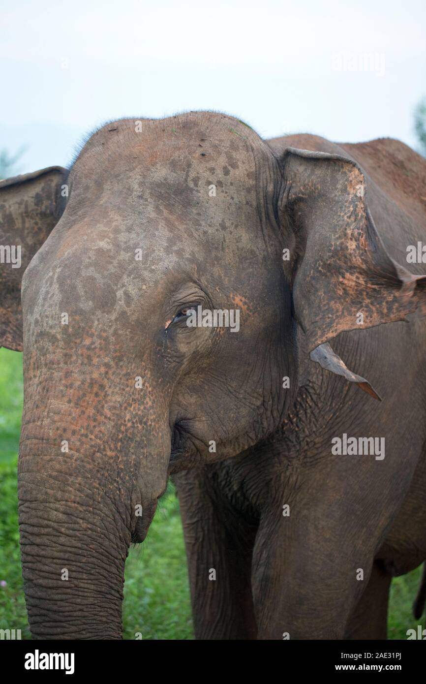 Elefante asiatico (Elephas maximus maximus) Foto Stock